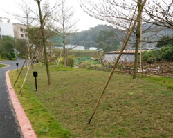 草坪鋪蓋綠化養護工程